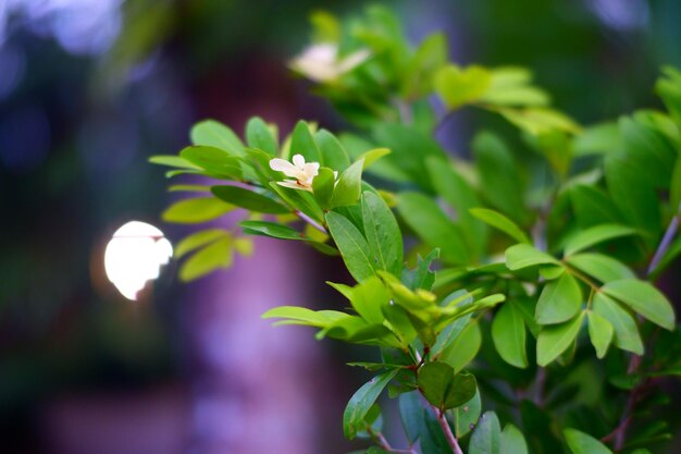 Foto una planta verde con flores blancas.