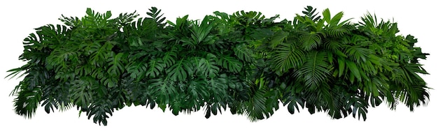Una planta verde con fondo blanco.