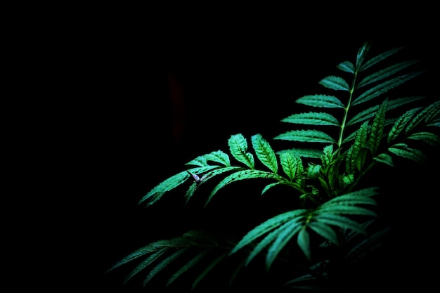 Foto planta verde y fondo oscuro en la naturaleza