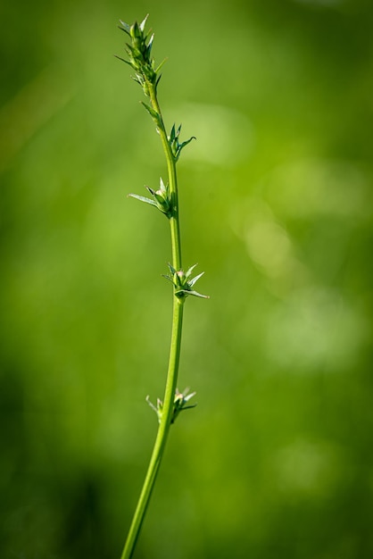 Planta verde con fondo verde