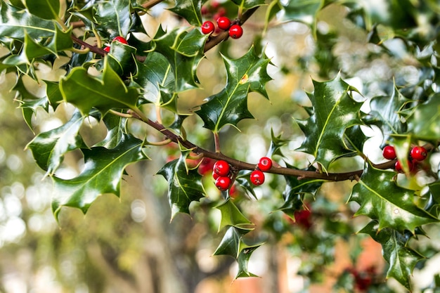 Foto una planta verde con frutos rojos típica de la época navideña