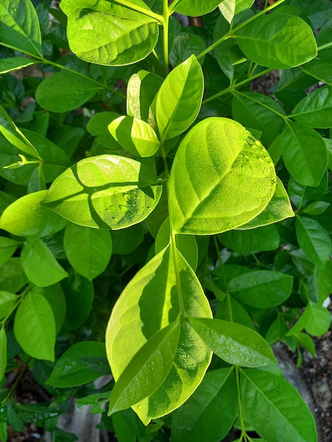 Una planta verde con gotitas de agua