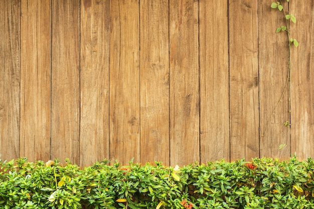 planta verde de la hierba y de la hoja sobre el fondo de la cerca de madera