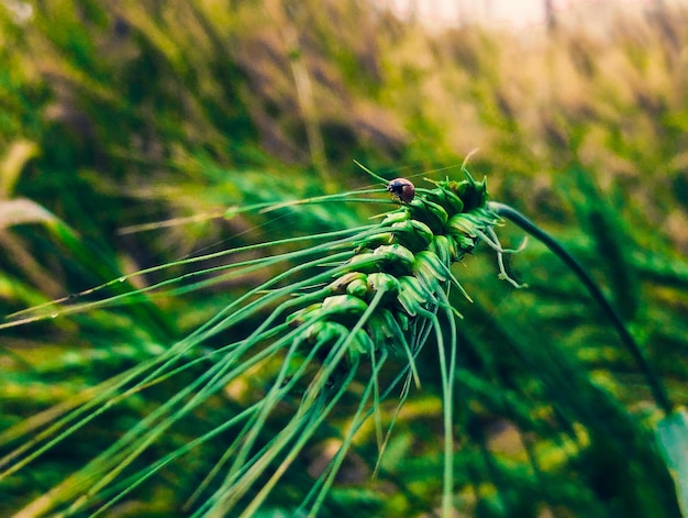 Una planta verde con hierba verde larga y la palabra "hierba" en ella