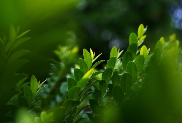 Una planta verde con una hoja amarilla.