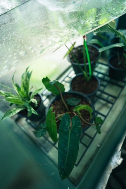 Planta verde con hoja de naturaleza, árbol y fondo ambiental en concepto ecológico