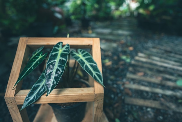 Planta verde con hoja de naturaleza, árbol y fondo ambiental en concepto ecológico