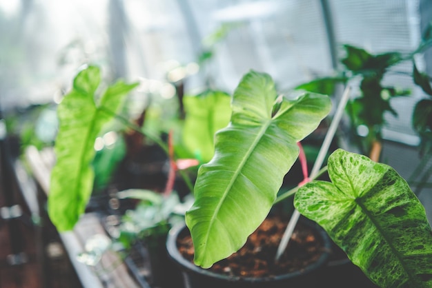 Planta verde con hoja de naturaleza, árbol y fondo ambiental en concepto ecológico