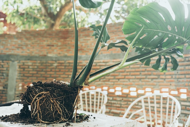 Planta verde con hoja de naturaleza, árbol y fondo ambiental en concepto ecológico