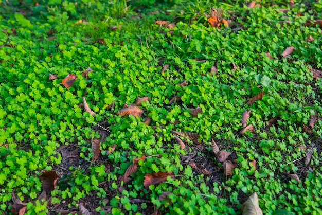 Foto una planta verde con hojas pequeñas en el suelo