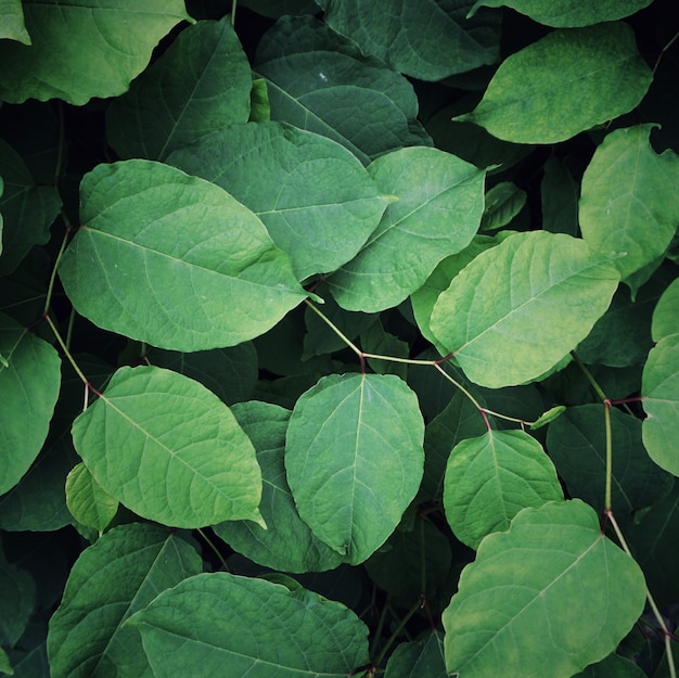 planta verde hojas con textura en la naturaleza, fondo verde