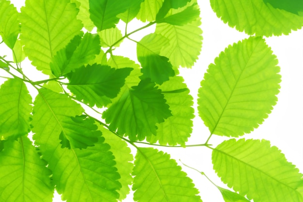 Una planta verde con hojas verdes sobre un fondo blanco.