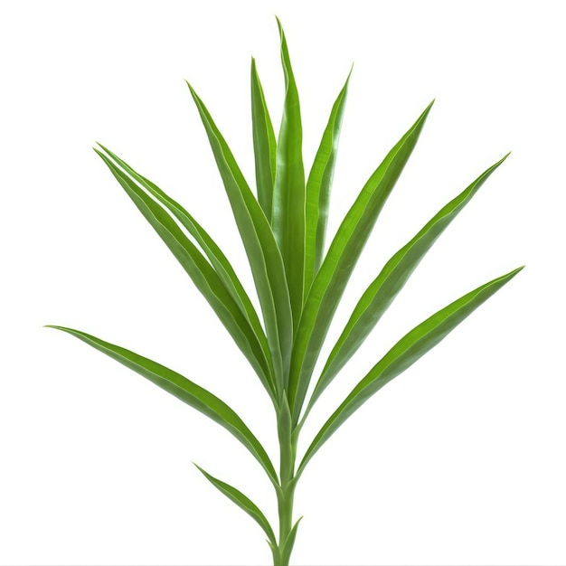 Planta verde isolada no fundo branco
