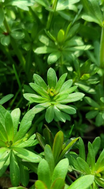 planta verde en el jardín de primavera