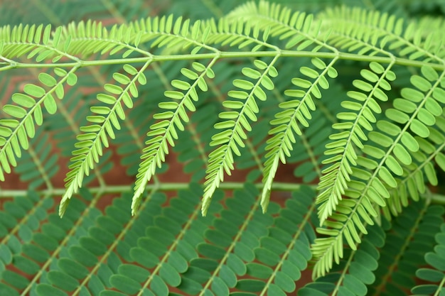 Foto planta verde en el jardín