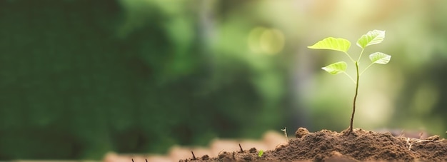 Planta verde jovem crescendo à luz do sol no jardim bandeira do dia mundial da terra salve o conceito mundial