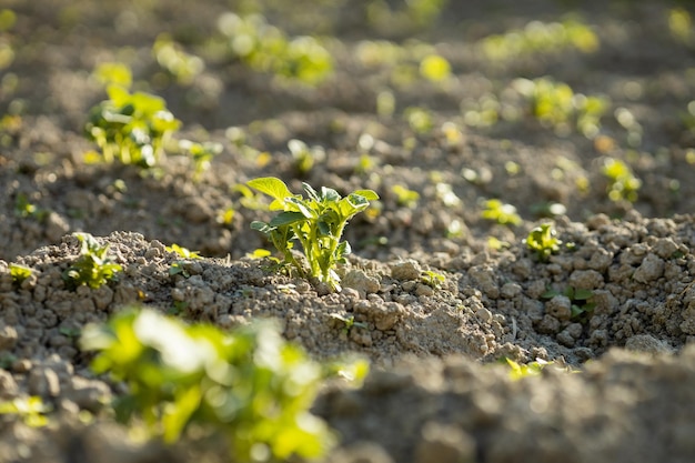 Planta verde jovem crescendo à luz do sol o ambiente salva o conceito de ecologia do planeta limpo