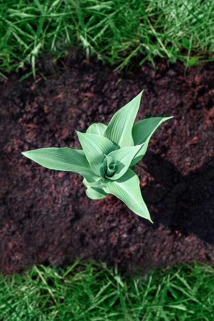 Planta verde jovem é plantada em solo fértil vista de cima Uma muda em solo fértil Ecologia