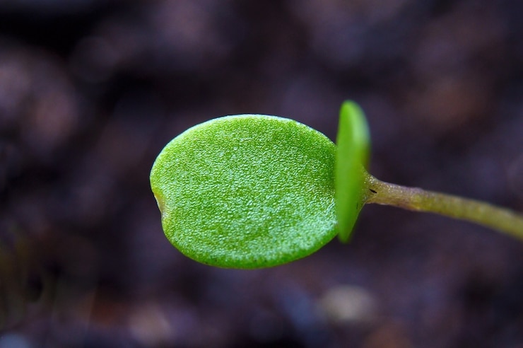 Foto planta verde joven en el suelo