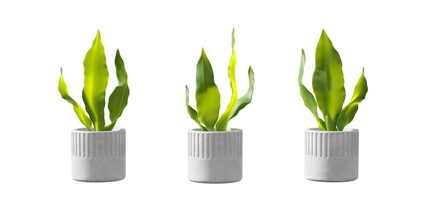 Planta verde en una maceta aislada sobre fondo blanco renderizado 3d