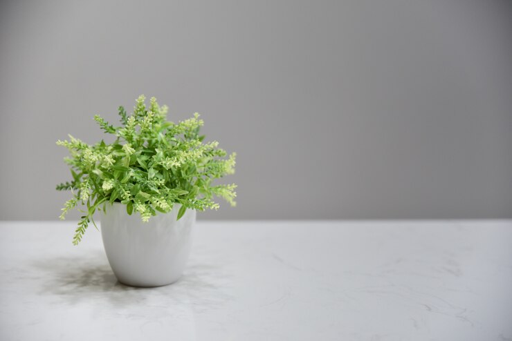 Planta verde en maceta de cerámica blanca y blackground gris.