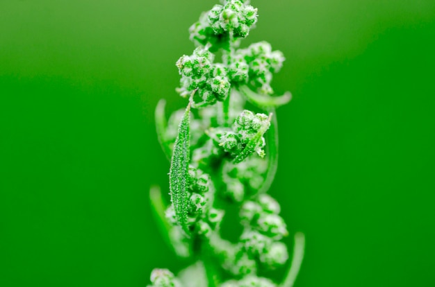 Planta verde en macro