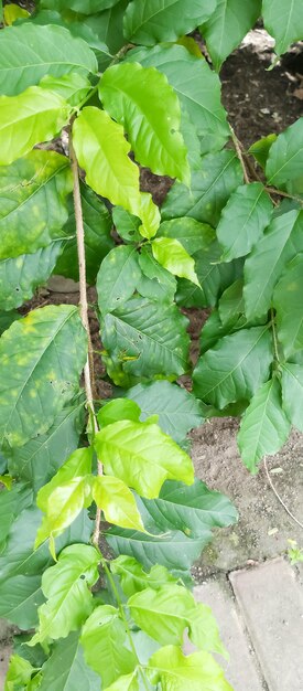 Foto una planta verde con manchas amarillas y unas pocas hojas verdes