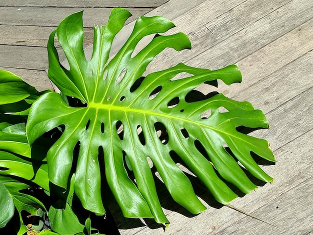 Foto planta verde monstera deliciosa no jardim