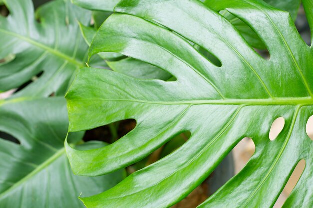 La planta verde del monstera sale del fondo.