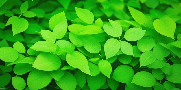 Una planta verde con muchas hojas que tienen la palabra natural.