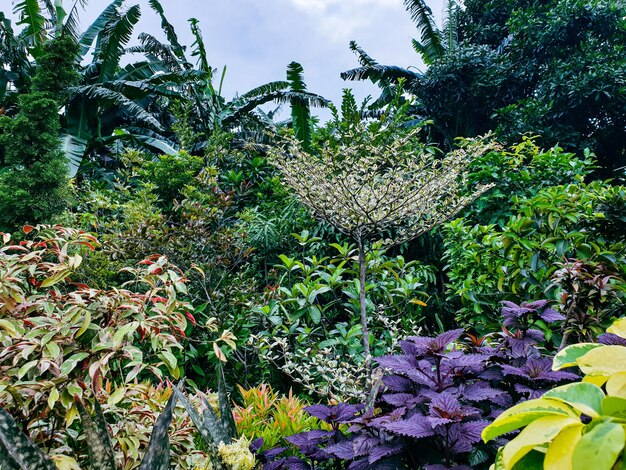 Planta verde na flor do jardim