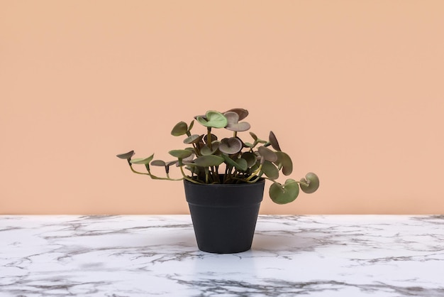 Planta verde natural em vaso de flores preto na mesa de mármore com fundo claro Cena mínima abstrata com pódios Modelo de maquete para o produto