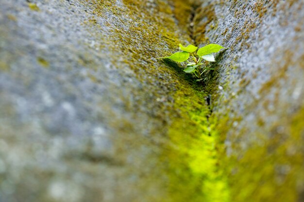 Planta verde no composto da parede da casa