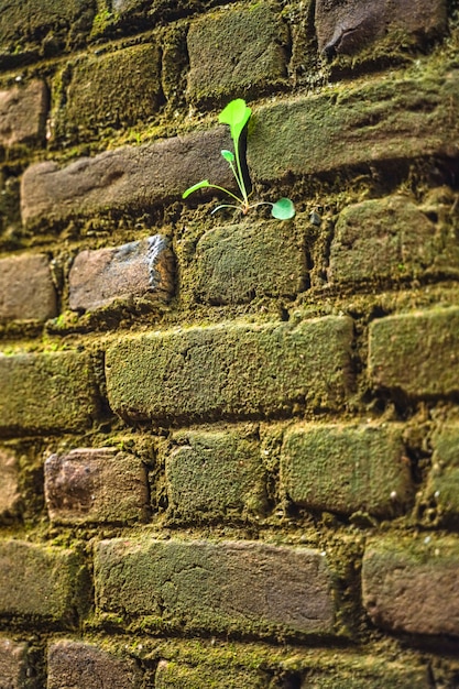 Foto planta verde no composto da parede da casa