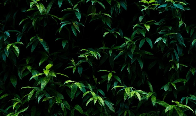 Planta verde no fundo vertical da textura da parede do jardim Parede verde sustentável Parede verde viva Eco