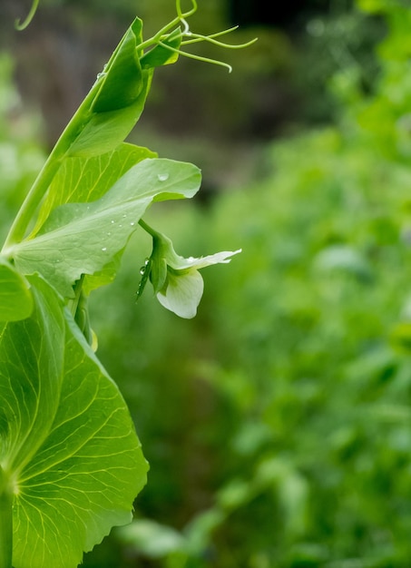 Planta verde no jardim e fundo desfocado, condição de flash