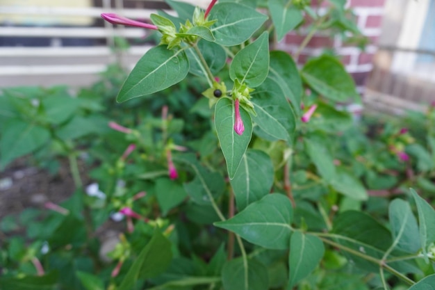 Planta verde no jardim