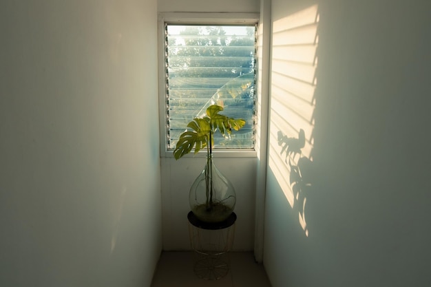 Planta verde no vaso transparente de vidro ao lado da janela ao pôr do sol com sombras