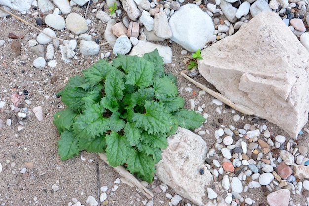 planta verde ob la playa con piedras espacio de copia aislado