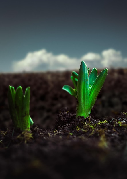 Una planta verde con la palabra en ella