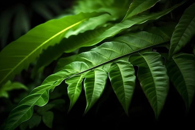 Una planta verde con la palabra jungla