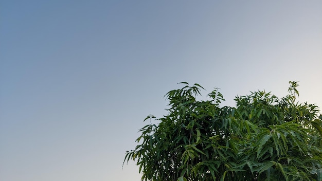 Una planta verde con la palabra mango