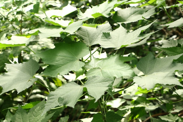 Foto planta verde, para, vá, verde, conceito