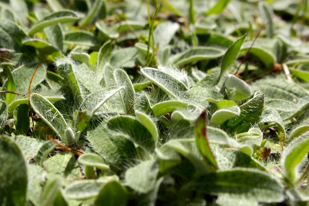 Planta verde peluda de cerca