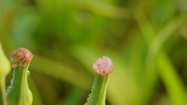 Una planta verde con una pequeña punta rosa