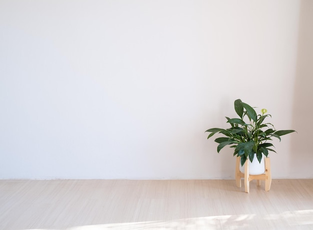 Planta verde puesta en el piso de madera en una habitación mínima