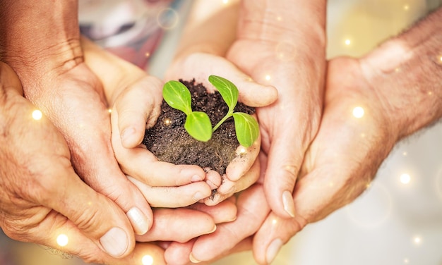 Planta verde pura con suelo en manos humanas en el fondo