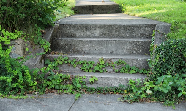 Una planta verde que crece en los escalones