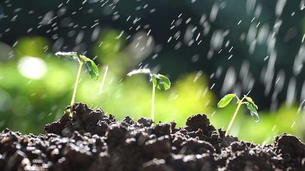 Planta verde que crece con luz del sol