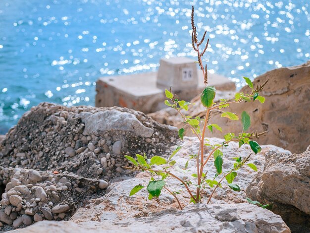 Planta verde que crece entre piedras ásperas en una bahía con agua azul ondulante en el fondo